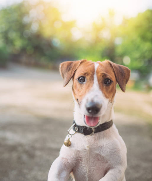 Little playful Jack Russell Terrier dog playing in garden in morning