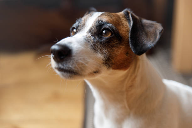 Training a Deaf Jack Russell Terrier