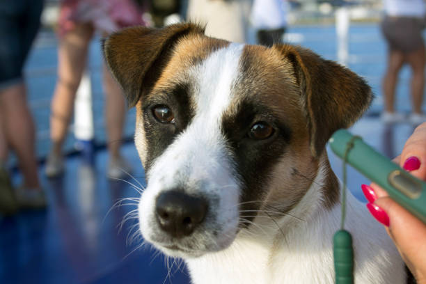 Training a Deaf Jack Russell Terrier