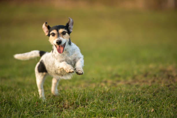 Jack Russell Terrier Energy Level