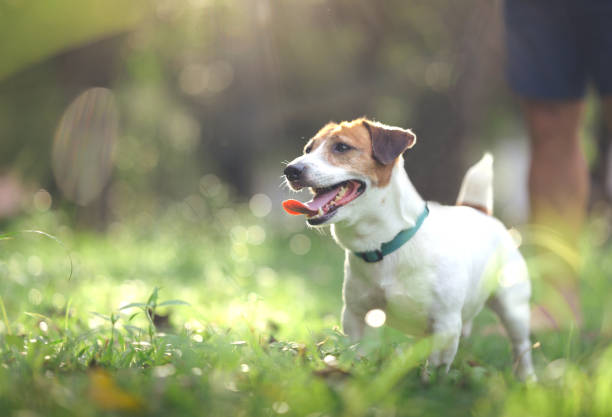 Jack Russell Terrier Energy Level