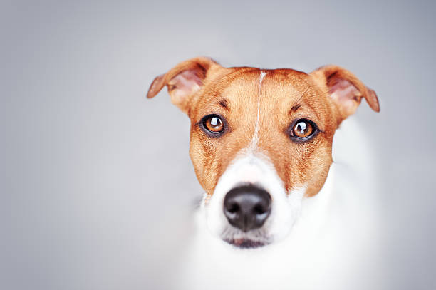 Jack Russell Terrier Eye Problems