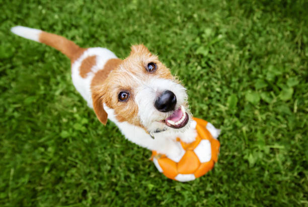 How To Train A Jack Russell Puppy 