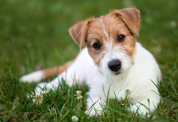 How To Train A Jack Russell Puppy 