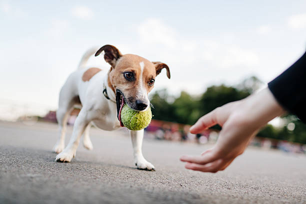 Stop Your Jack Russell from Running Away 