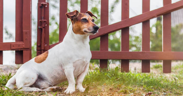 How to Stop Your Jack Russell from Running Away 