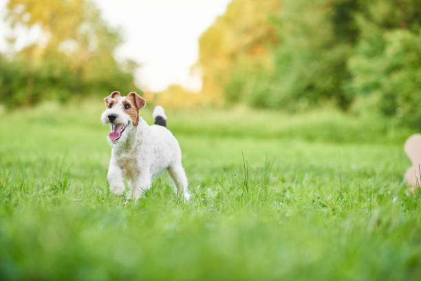 Stop Your Jack Russell from Running Away 