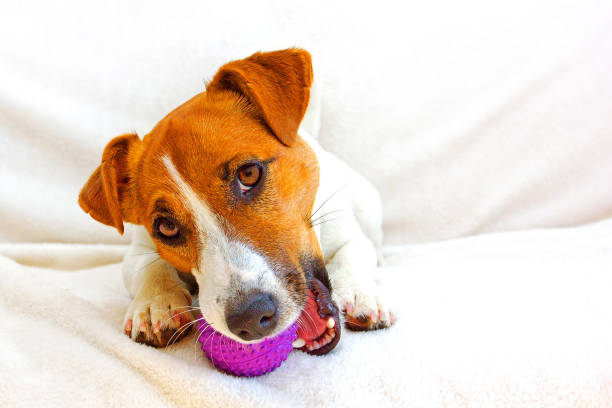 Jack Russell Teething and Biting Guide
