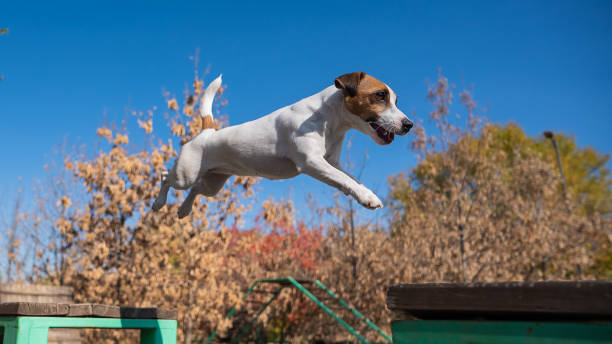 Jack Russell Terrier Energy Level