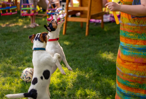 Jack Russell Terrier Energy Level