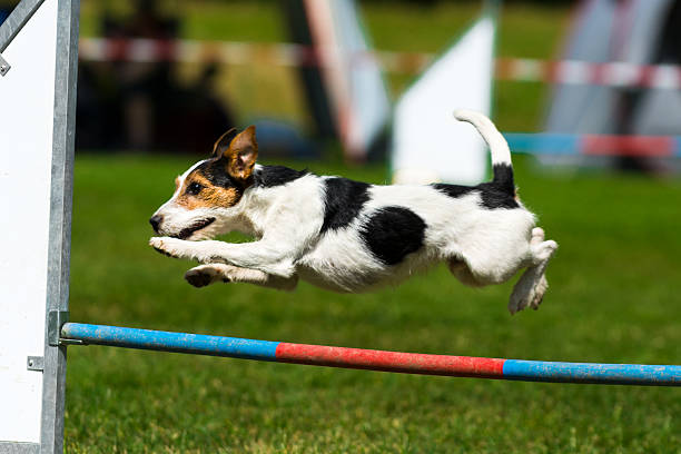 Jack Russell Terrier Energy Level