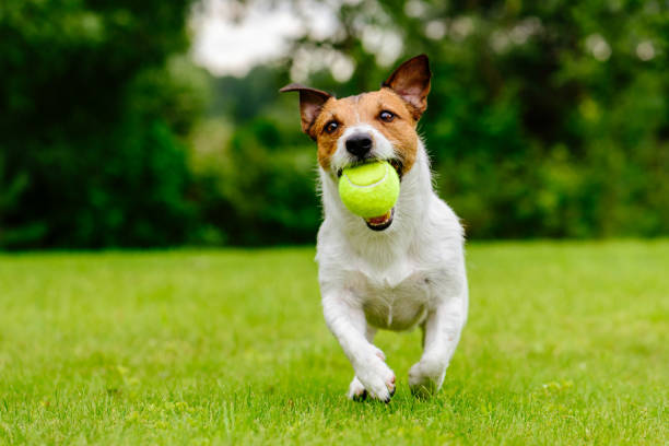 Training a Deaf Jack Russell Terrier