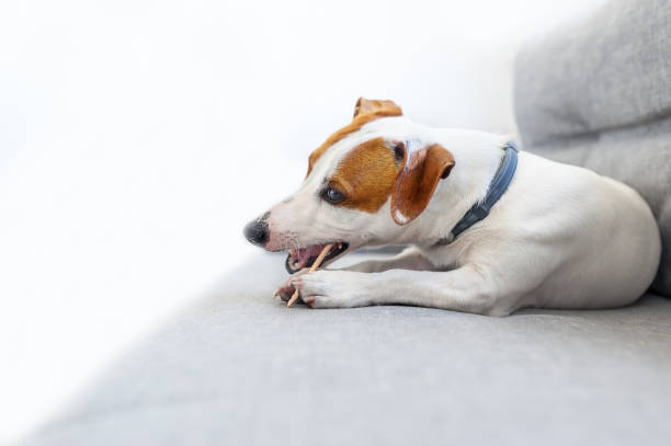 Jack Russell Teething and Biting Guide
